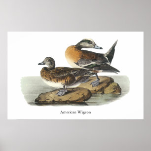 Póster Wigeon americano, Juan Audubon