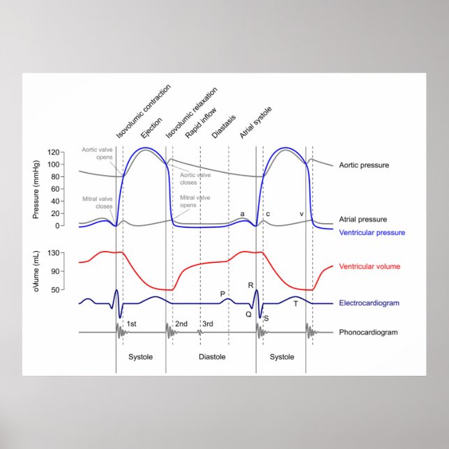Póster Wiggers Diagrama de eventos cardiacos ventrículo i (Frente)