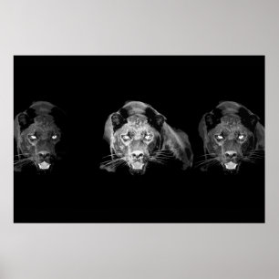 Póster Wild Black Panther Jaguar Cat Eyes Black & White