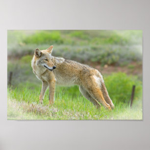 Póster Wild Coyote