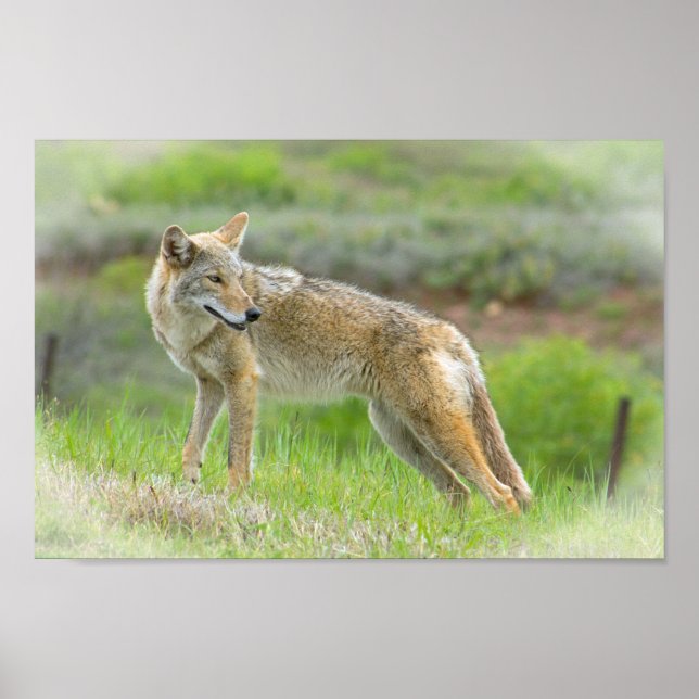 Póster Wild Coyote (Frente)