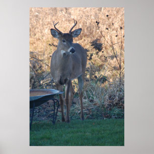 Póster Wild Deer
