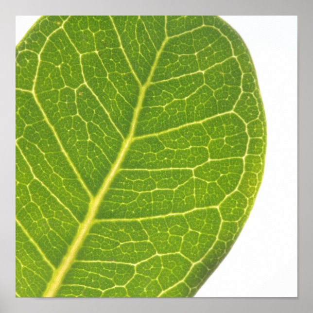 Póster Wild Fig Green Leaf Texture Nature Poster (Frente)