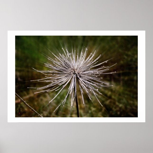 Póster Wild flower (Frente)