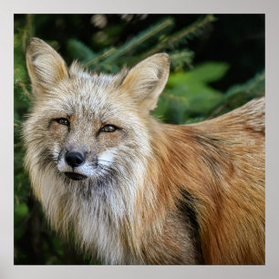 Póster Wild Fox