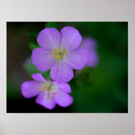 Póster Wild Geranium Poster