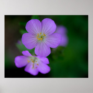 Póster Wild Geranium Poster