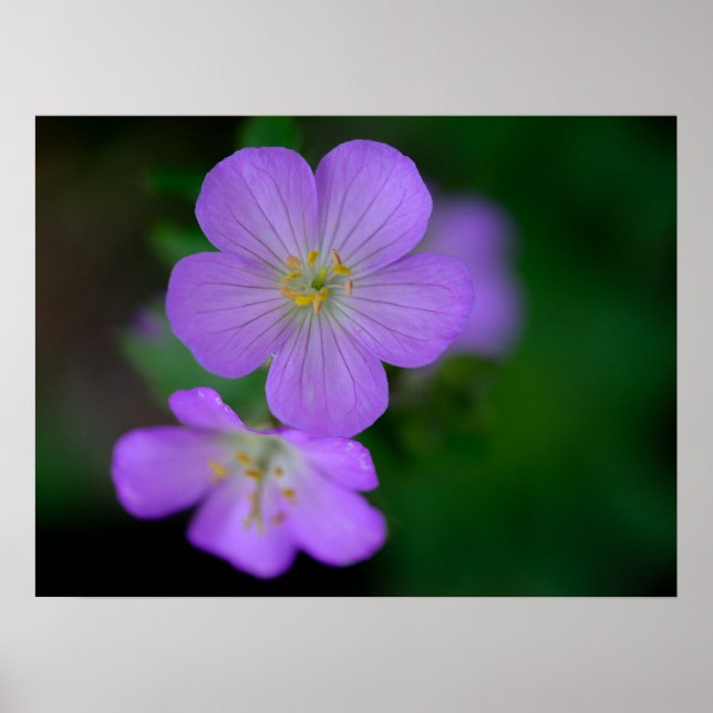 Póster Wild Geranium Poster (Frente)