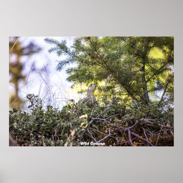 Póster Wild Grouse (Frente)