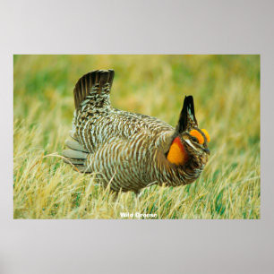 Póster Wild Grouse