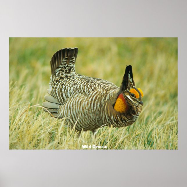 Póster Wild Grouse (Frente)