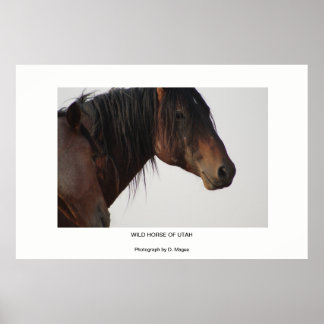 PÓSTER WILD HORSE OF UTAH PHOTOGRAPHS POSTER