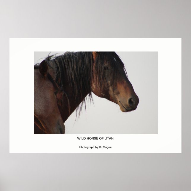 PÓSTER WILD HORSE OF UTAH PHOTOGRAPHS POSTER (Frente)