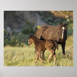 Póster Wild Horses at Theodore Roosevelt National Park