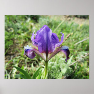 Póster Wild Iris