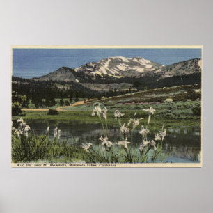 Póster Wild Iris Growing Near Mt. Mammoth