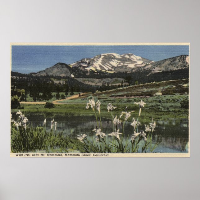 Póster Wild Iris Growing Near Mt. Mammoth (Frente)