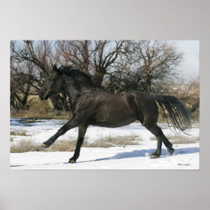 Póster Wild Mustang Horse in the Snow 2