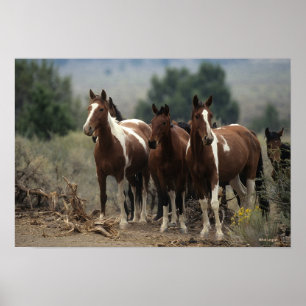 Póster Wild Mustang Horses 7