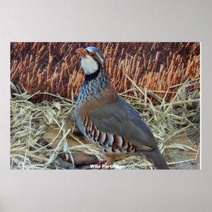 Póster Wild Partridge