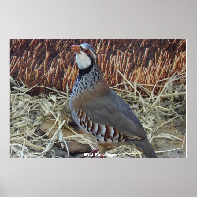 Póster Wild Partridge (Frente)