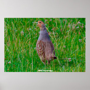Póster Wild Partridge