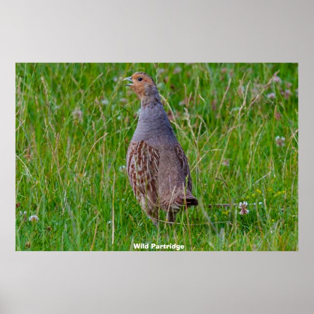 Póster Wild Partridge (Frente)
