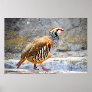 Póster Wild Partridge