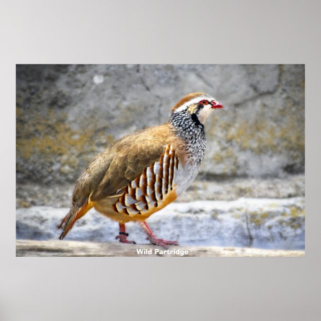 Póster Wild Partridge (Frente)