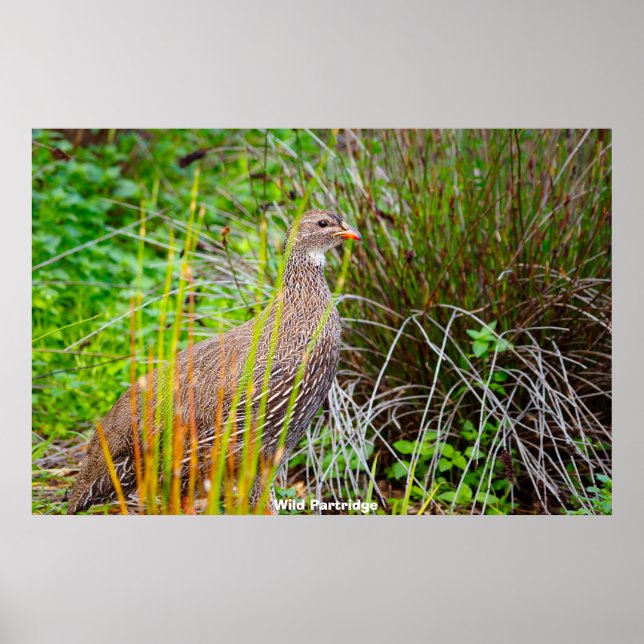 Póster Wild Partridge (Frente)