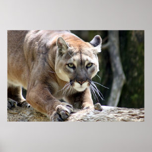Póster Wild Puma