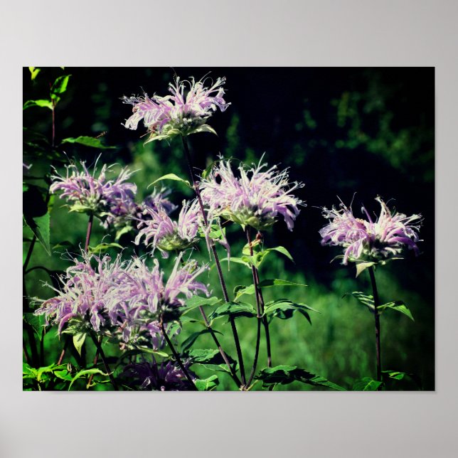 Póster Wild Purple Bee Balm (Frente)