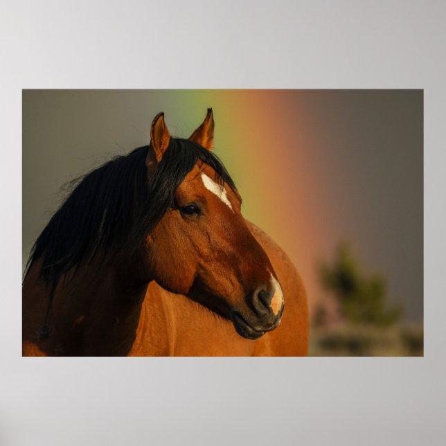 Póster Wild Stallion, Golden Light and Rainbow (Frente)