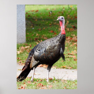 Póster Wild Turkey -Kevin the Wethersfield Turkey