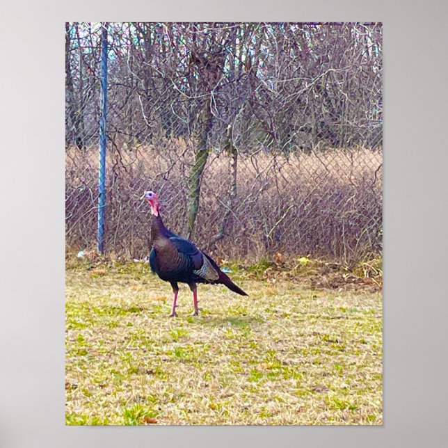 Póster Wild Turkey Poster (Frente)