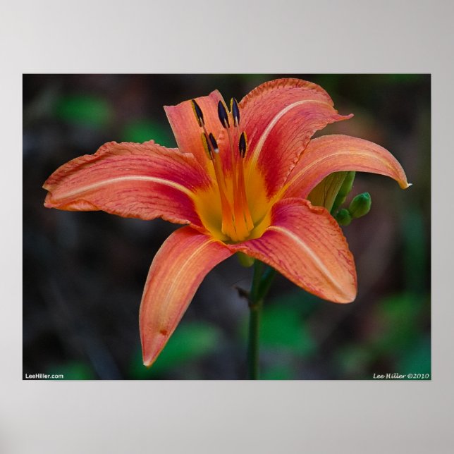 Póster Wild Vibrant Coral Tawny Daylily Poster (Frente)