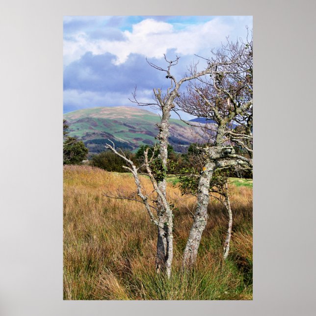 PÓSTER WILD WALES (Frente)