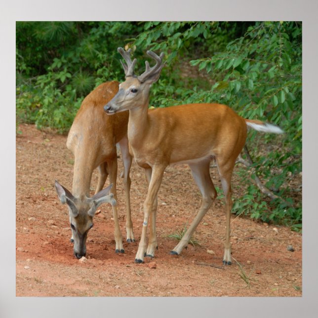 Póster Wild Young Bucks (Frente)