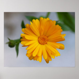 Póster Wildflower amarillo de la margarita del Gerbera