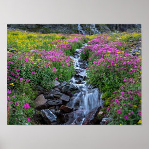 Póster Wildflowers, Clements Mountain, Montana