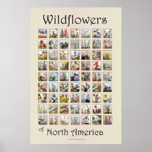 Póster Wildflowers de Norteamérica