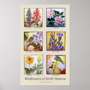 Póster Wildflowers de Norteamérica [A]