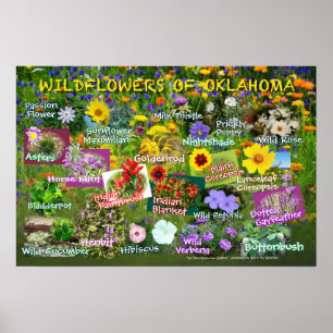 Póster Wildflowers del poster 19v60 de Oklahoma
