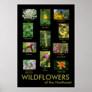 Póster Wildflowers del poster de nordeste