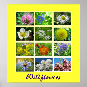 Póster Wildflowers Floral Nature
