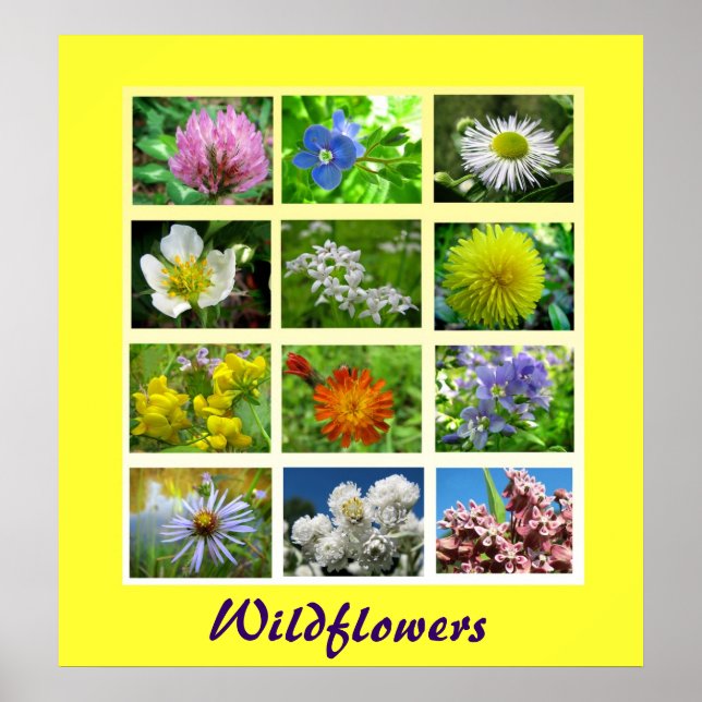 Póster Wildflowers Floral Nature (Frente)