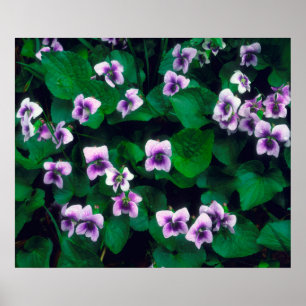 Póster Wildflowers in the forest