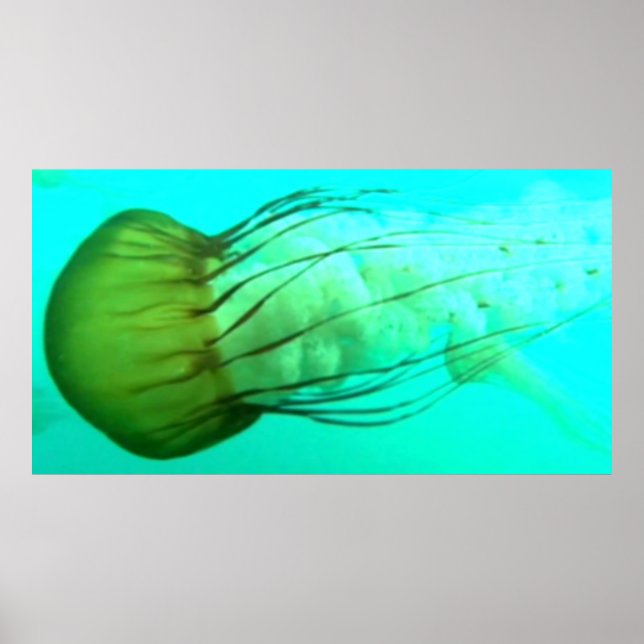 Póster Wildlife 114 Sea Nettle poster (Frente)