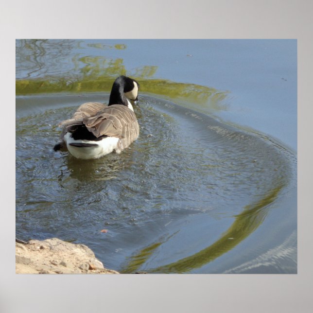 Póster Wildlife Goose swimming in Lake, Water Circle (Frente)