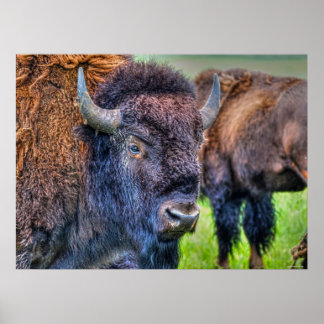 Póster Wildlife Plains Búfalo Wildlife Art